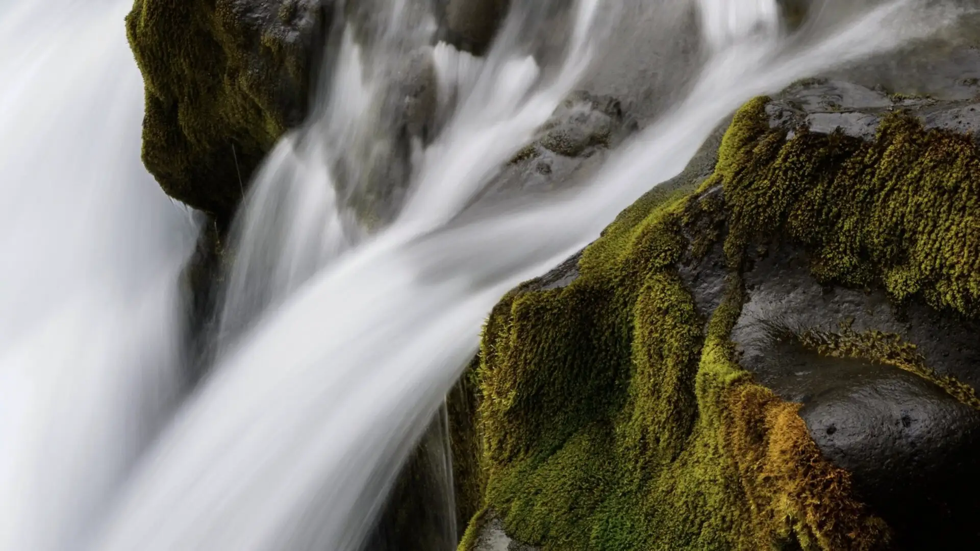 Evening light on mossy water