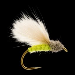 Apple Caddis