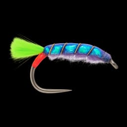 Jaxon's Violent Shrimp
