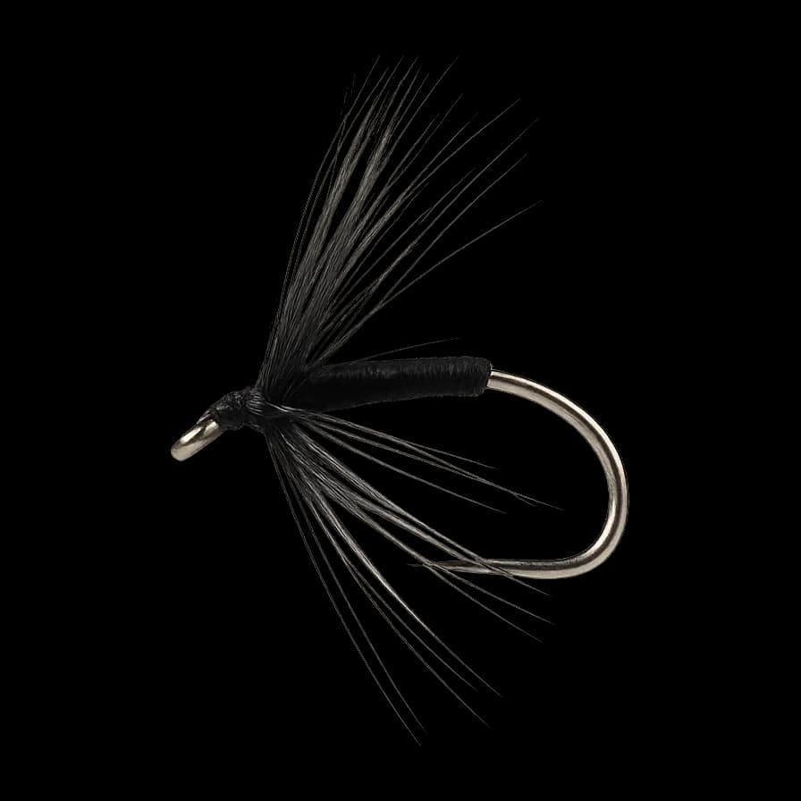 Little Black Spider