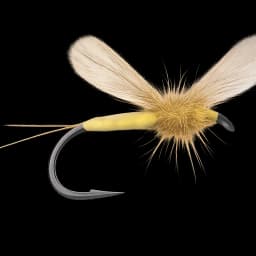 Lunn's Yellow Boy