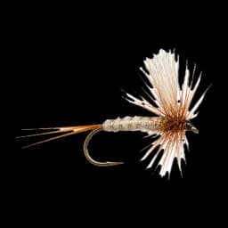 Mayfly