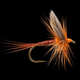 Orange Quill