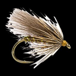 Sedge du Soir
