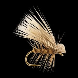 Stenopsyche Caddis (large)