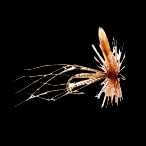 Crane Fly