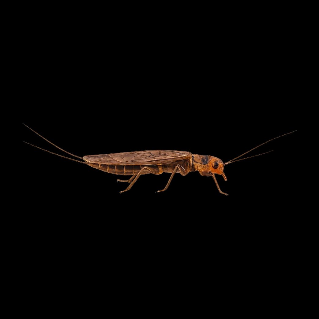 Eastern Golden Stone — Adult