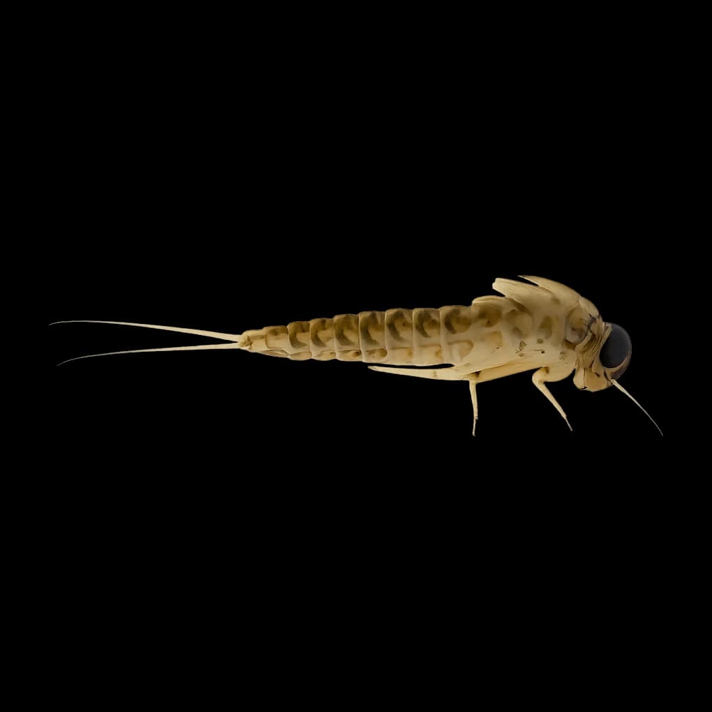 Ameletus — Nymph
