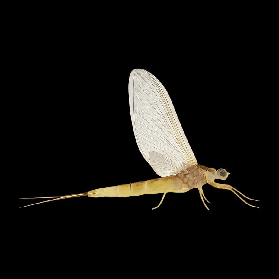 Golden Drake — Spinner