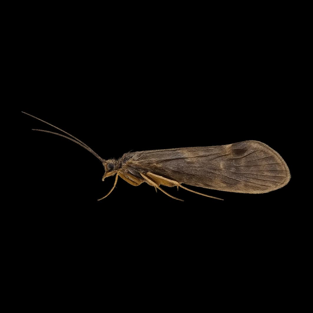 Apatania — Adult