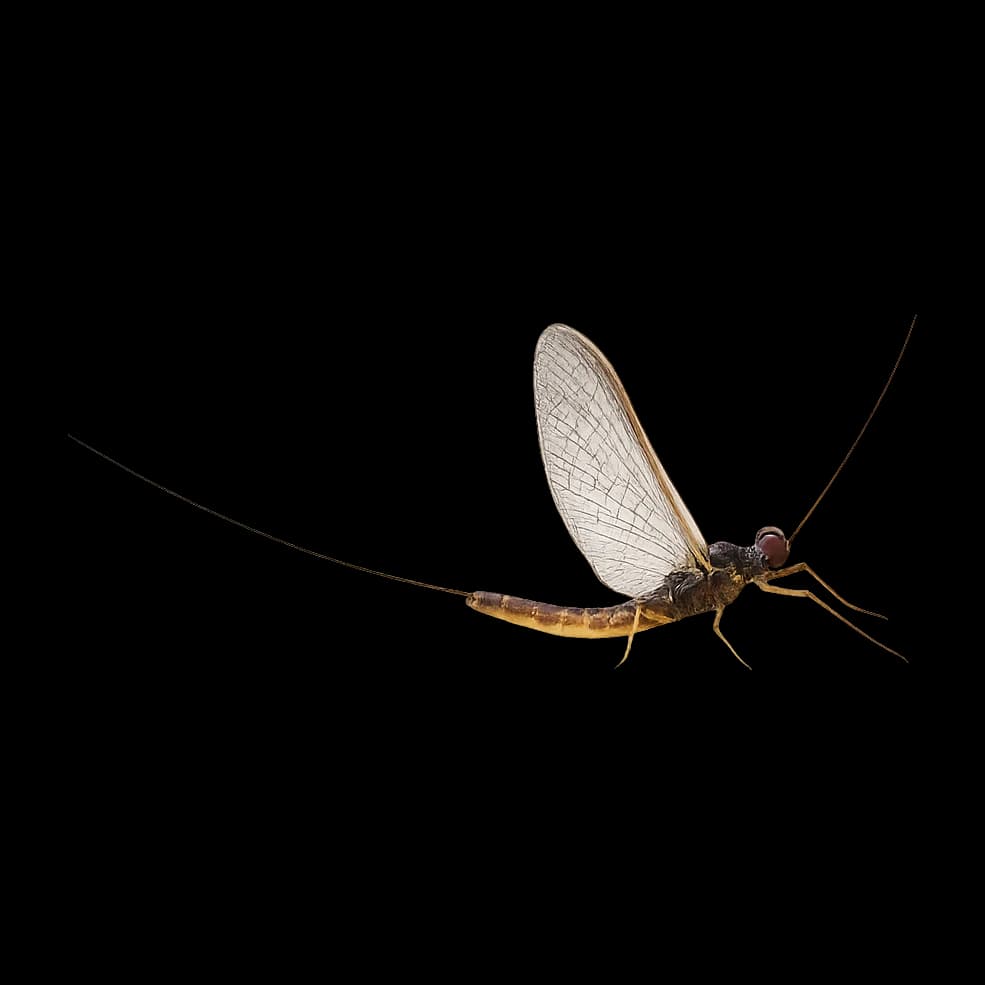 Large Dark Olive — Spinner