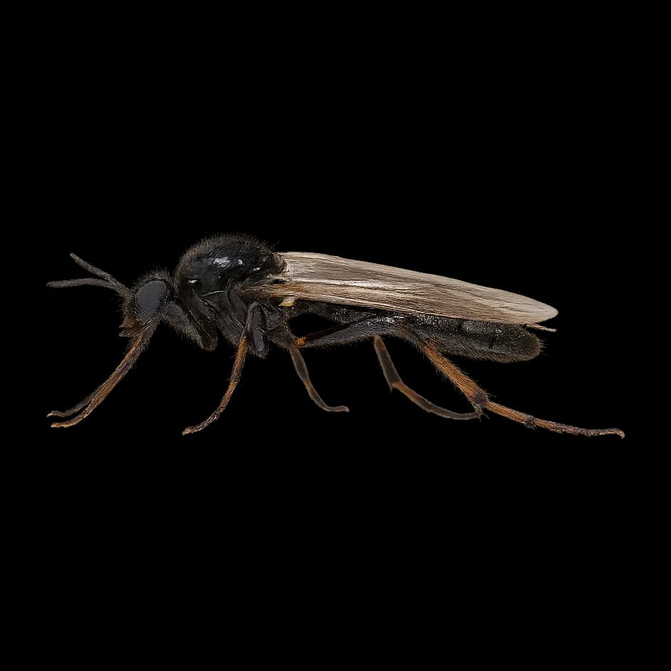 Black Gnat — Adult
