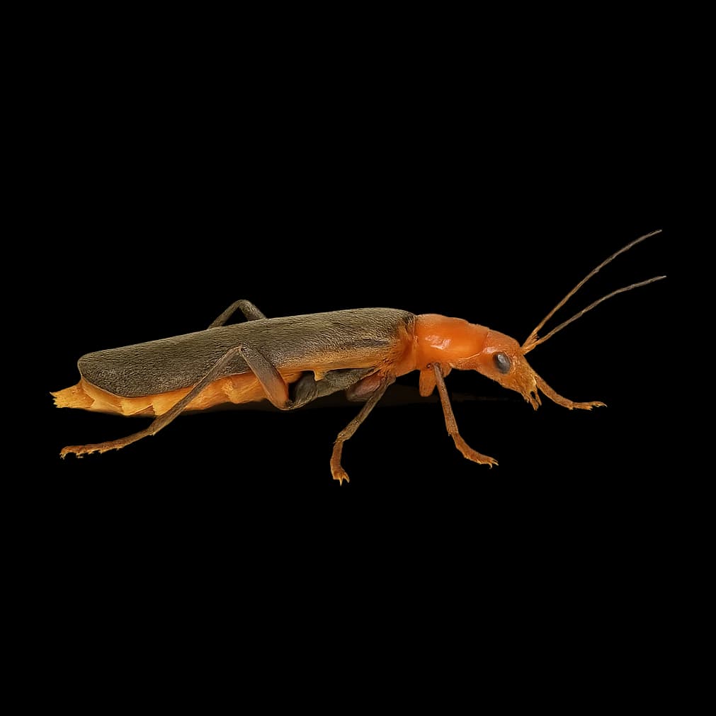 Terrestrial Beetles — Adult