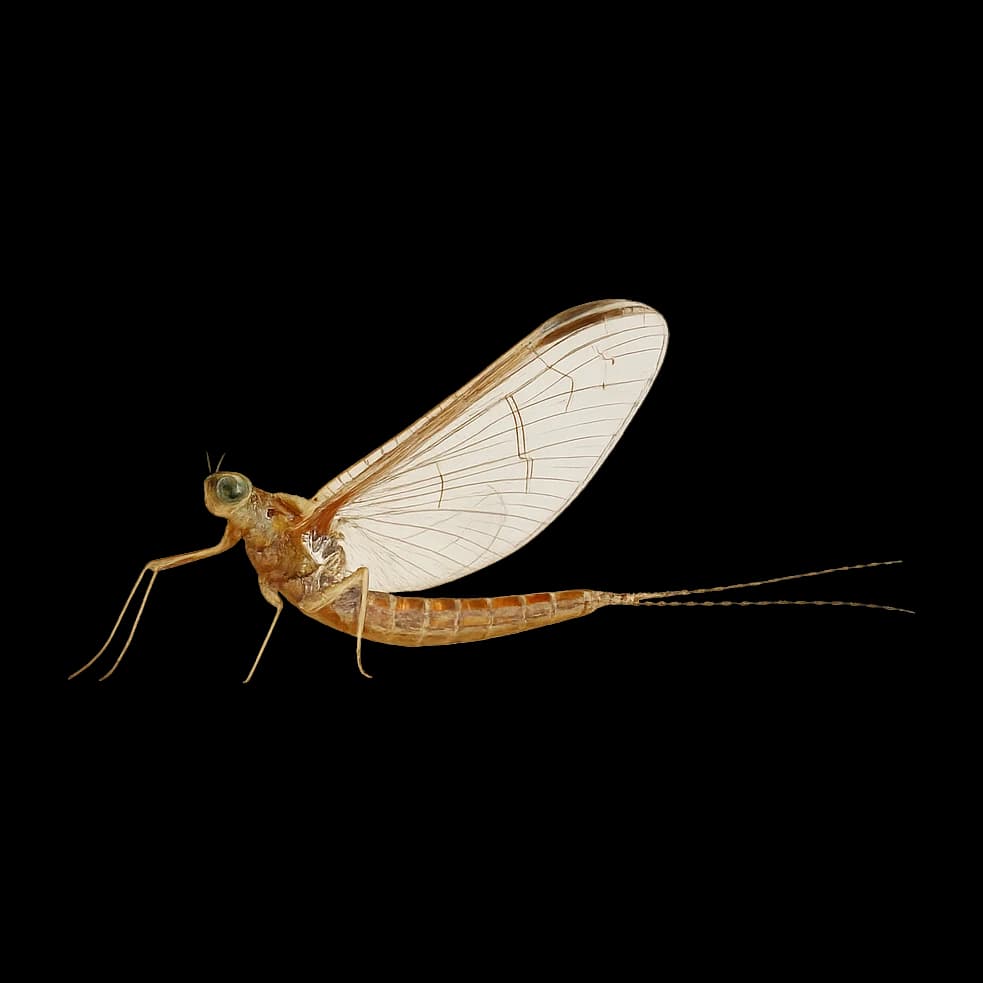 Pond Olive — Spinner