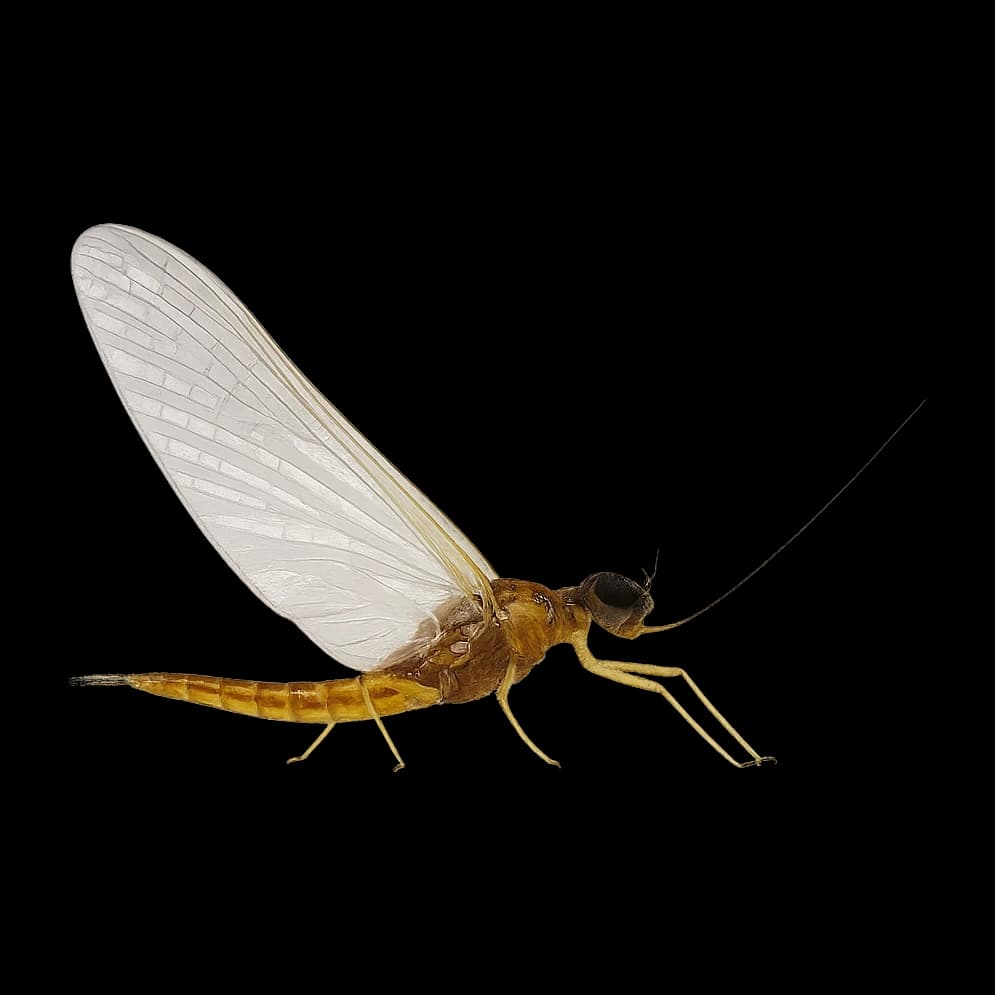 Lake Olive — Spinner