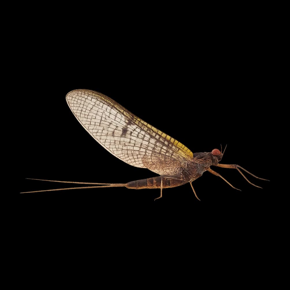 Large Dark Mayfly — Spinner