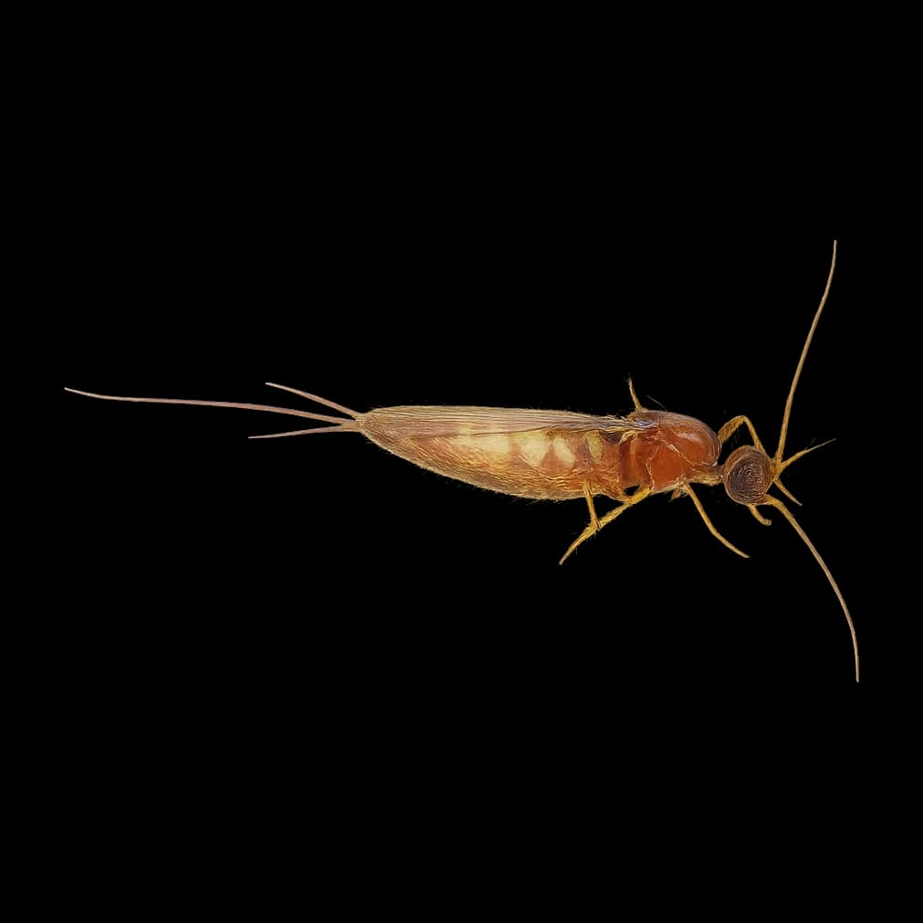 Black Midge — Adult