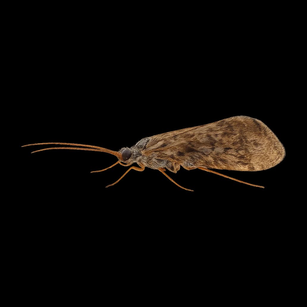 Glossosoma (Japan) — Adult