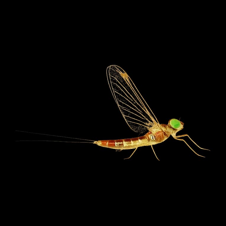Yellow May Dun — Spinner