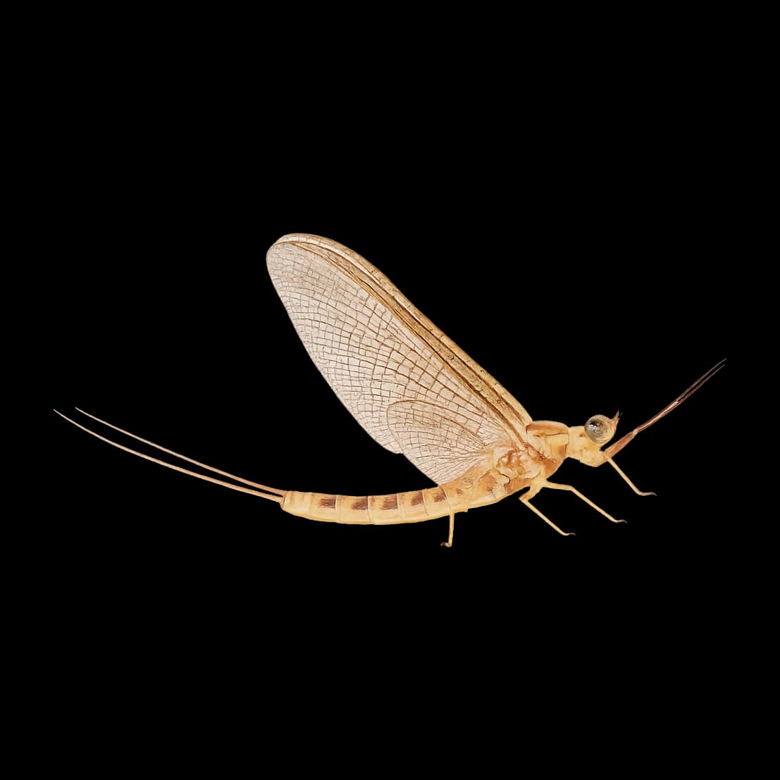 Hexagenia (Western) — Spinner