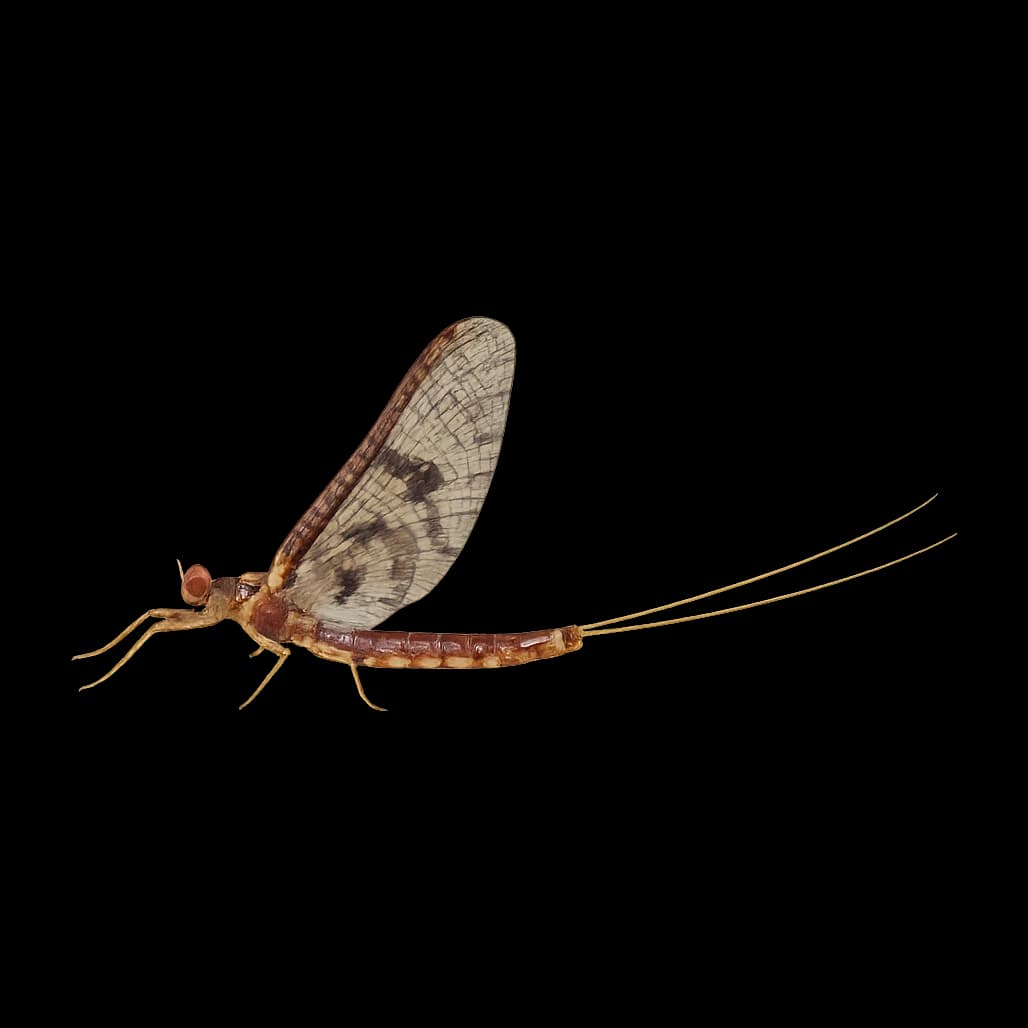 Burrowing Mayfly / Green Mayfly — Spinner
