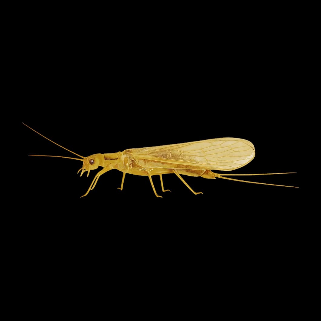 Yellow Sally — Adult