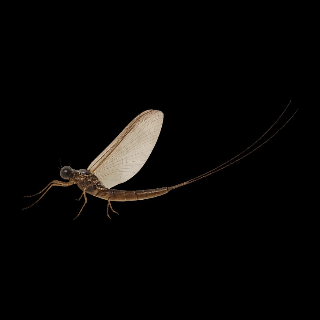 Patagonian Mayfly (Large) — Spinner