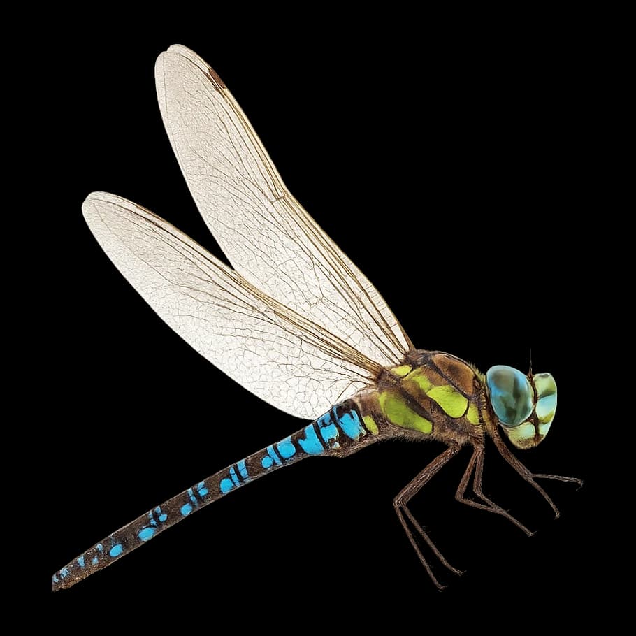 Rhionaeschna variegata — Adult