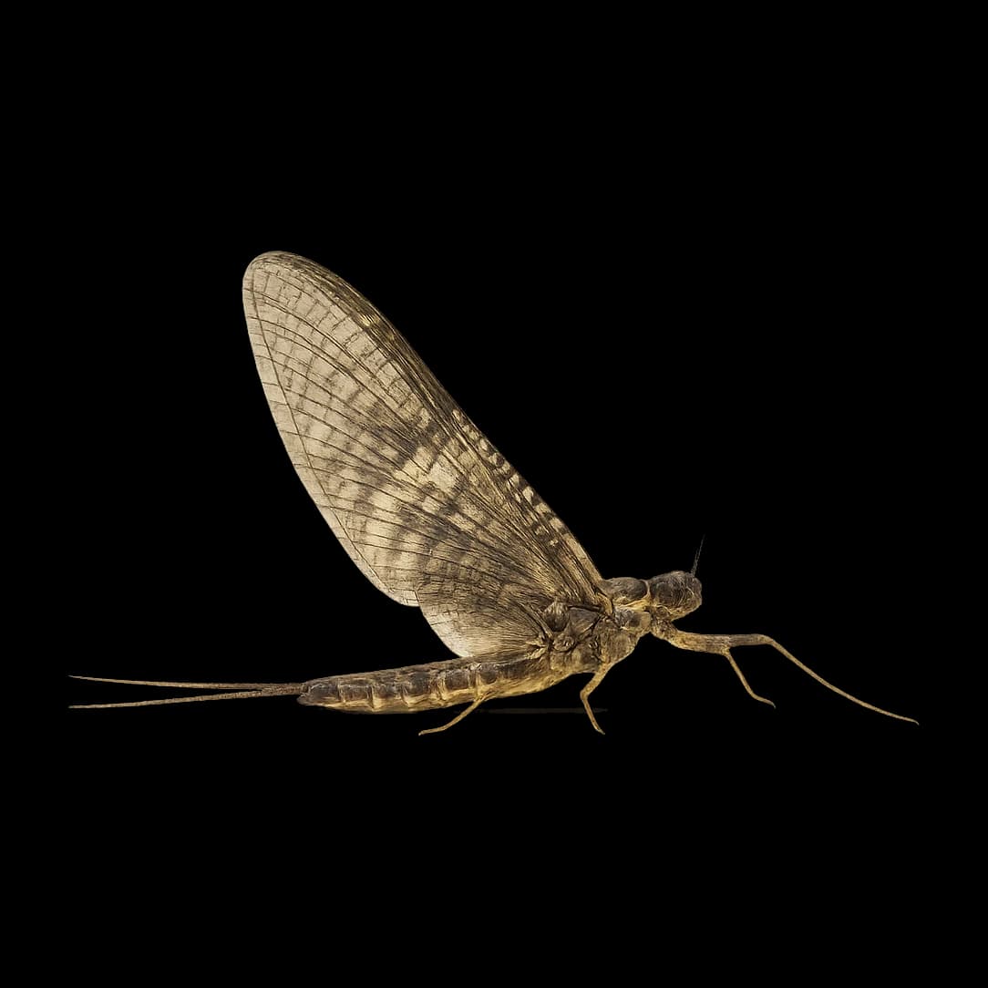 American March Brown — Spinner