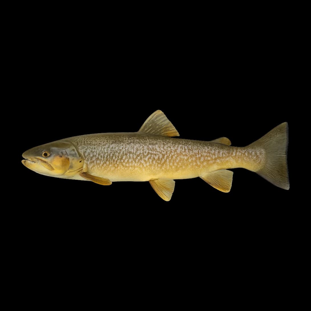 Sculpin / Baitfish (Rivers) — Adult
