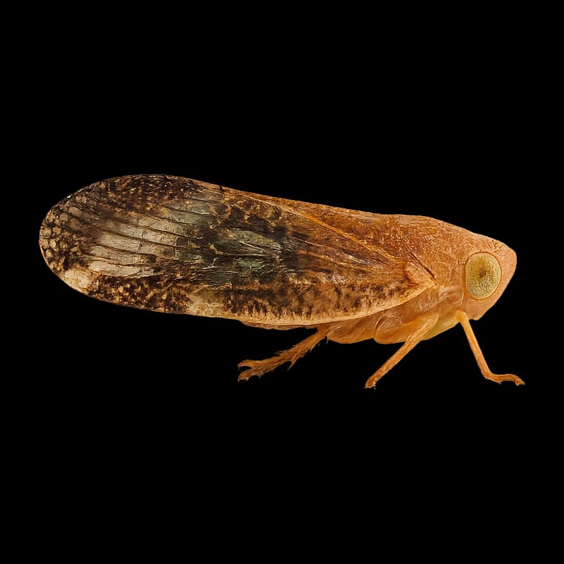 Passion Vine Hopper — Adult