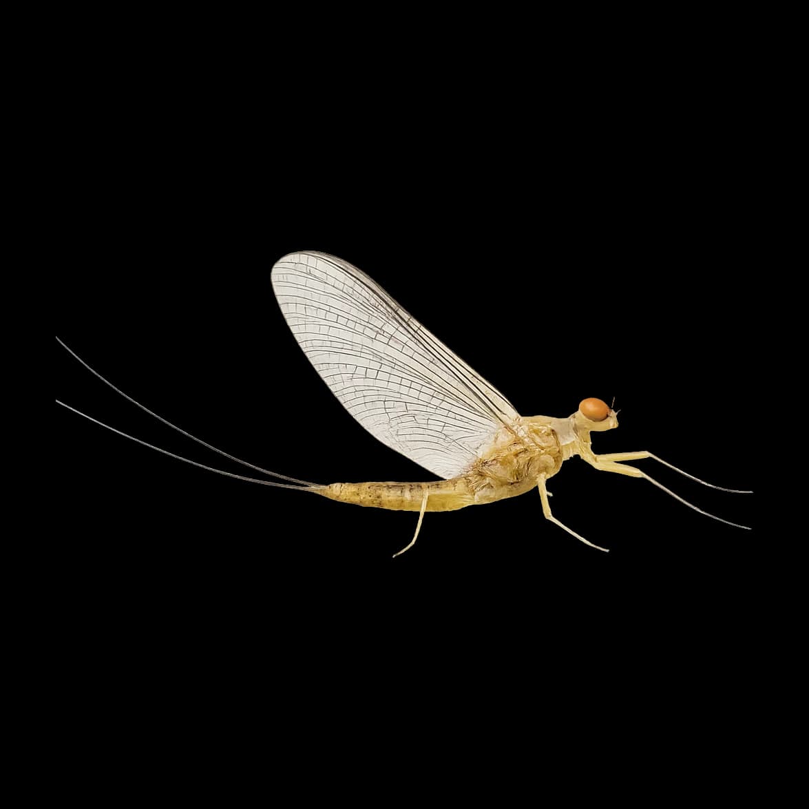 Blue Winged Olive — Spinner