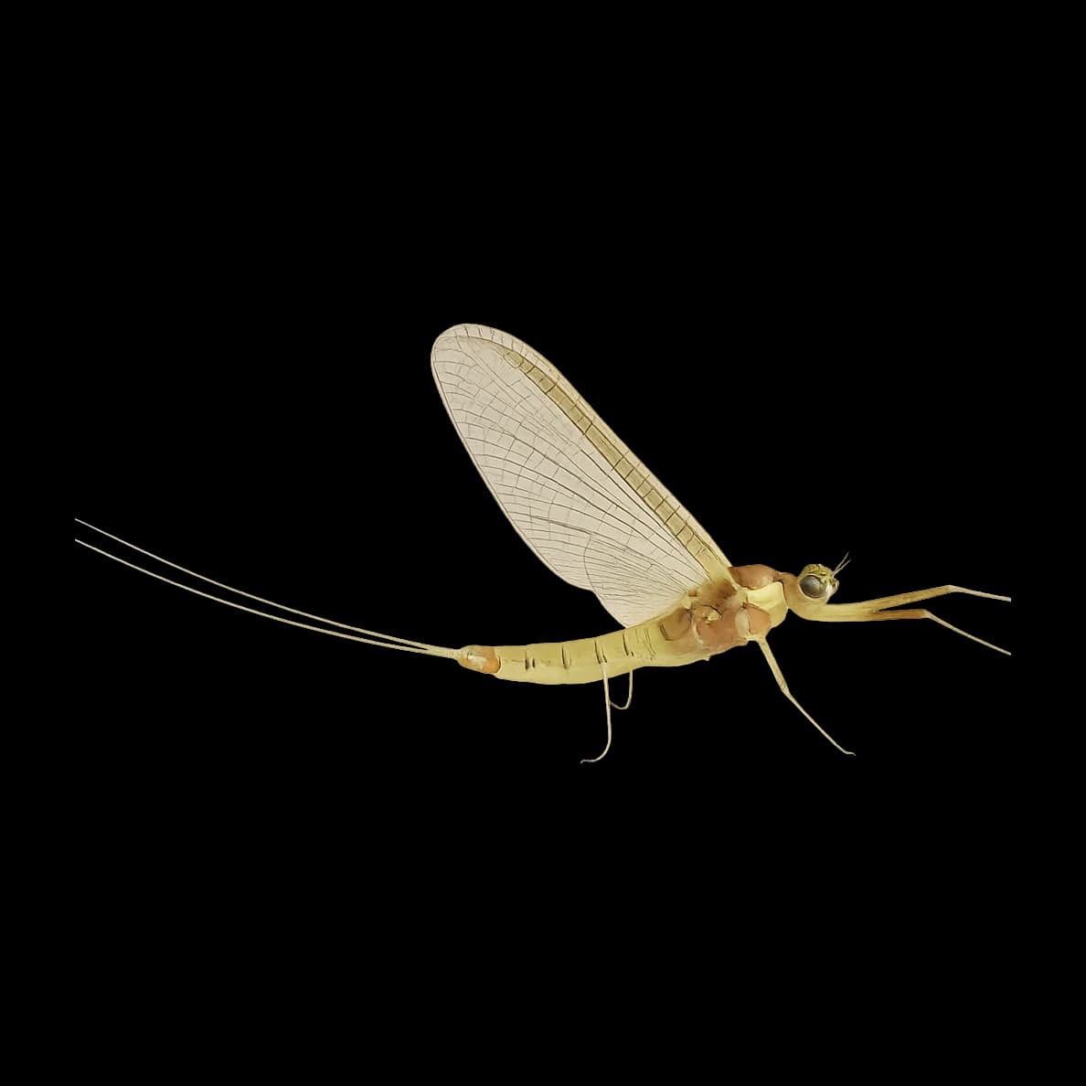 Light Cahill — Spinner