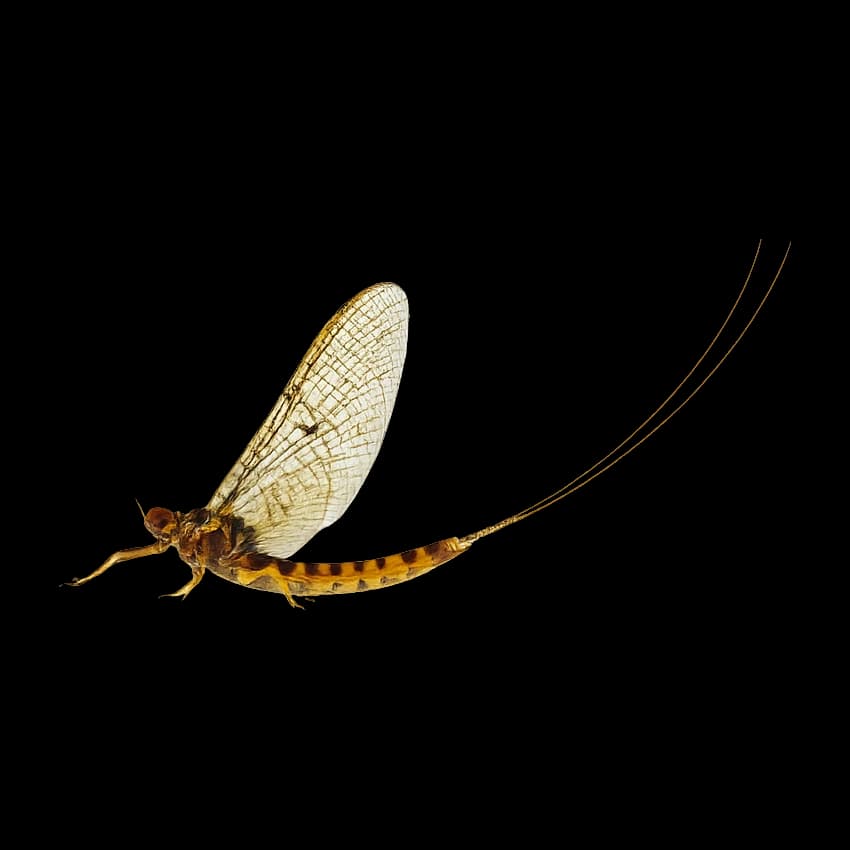 Timpanoga hecuba — Adult