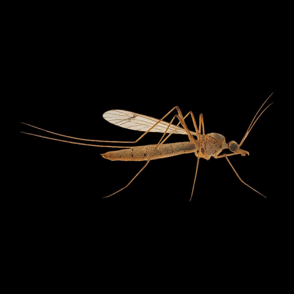 Daddy Long Legs — Adult
