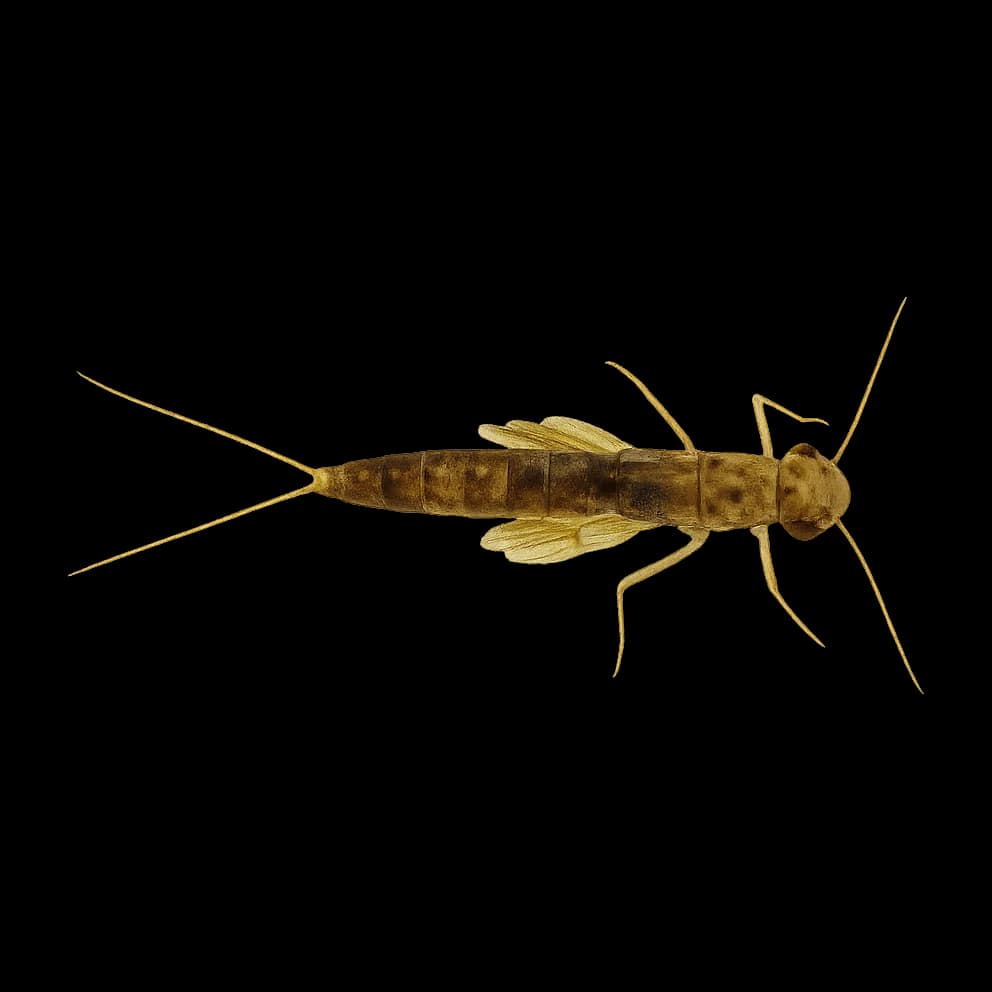 Damsel & Dragonfly Nymph (Southern) — Nymph