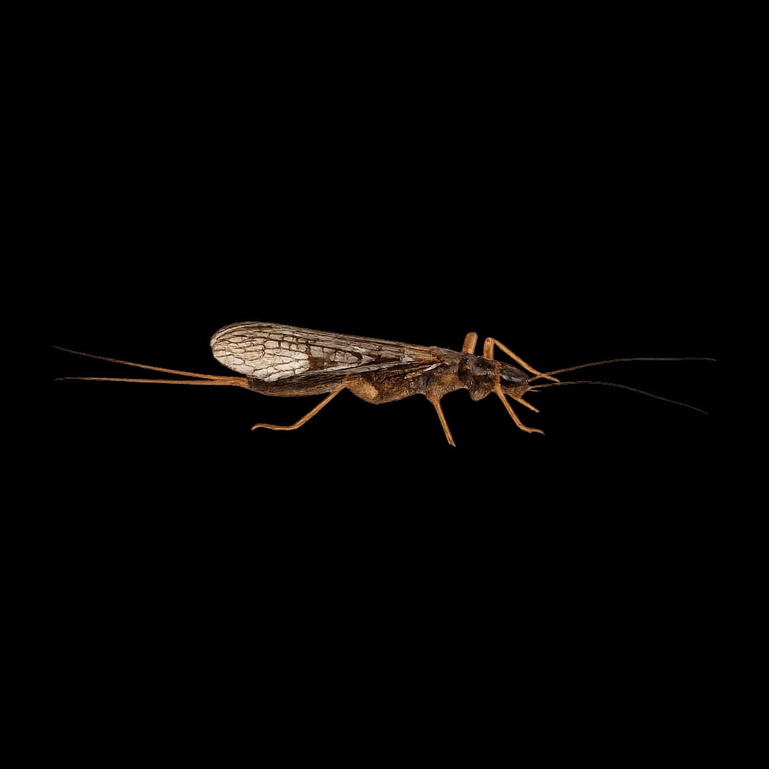 Zelandoperla fenestrata — Adult