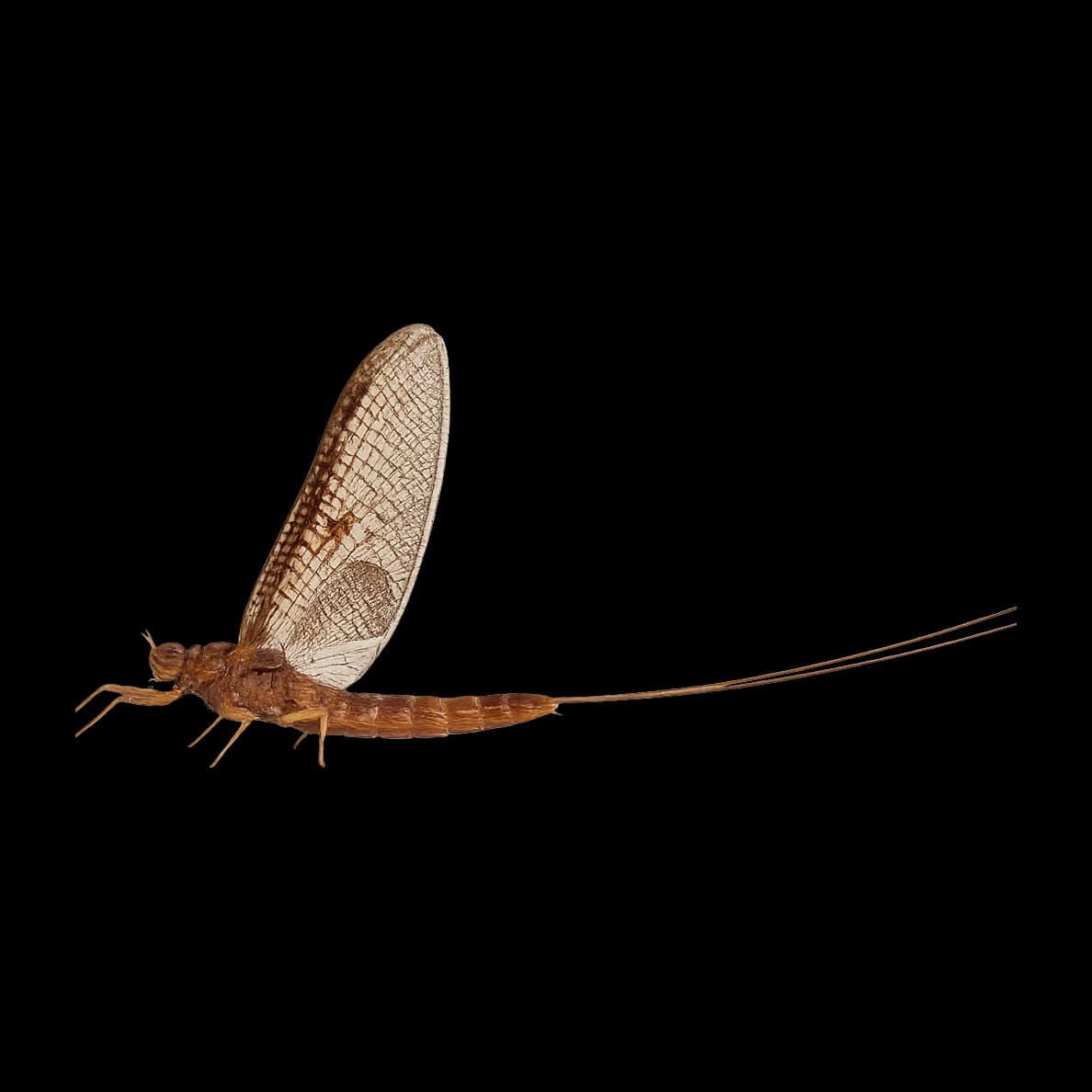 Zephlebia dentata — Adult