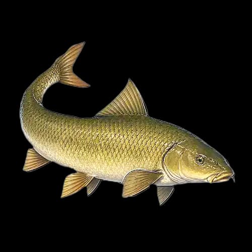 Barbel