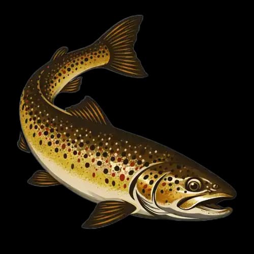 Brown trout
