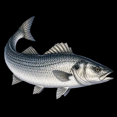 Sea bass