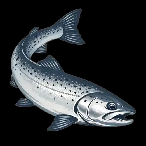 Sea trout