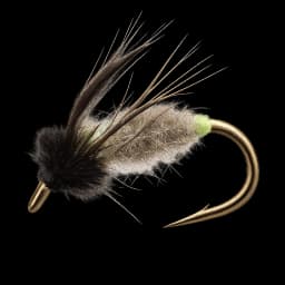 Peeping Caddis