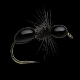 Black Ant