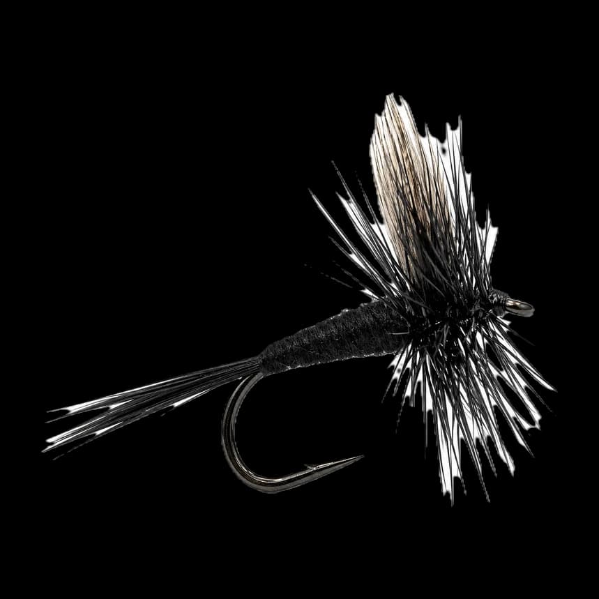 Black Gnat
