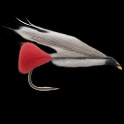 Black Nose Dace
