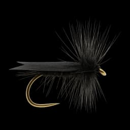 Black Sedge
