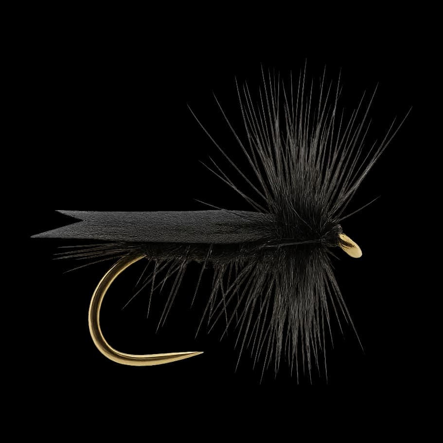 Black Sedge