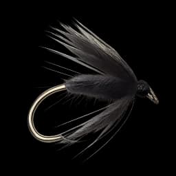 Black Spider