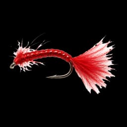 Bloodworm